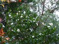 vignette Camellia sasanqua narumigata au 15 11 13