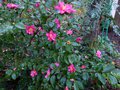 vignette Camellia Hiemalis Kanjiro trs fleuri et parfum au 15 11 13