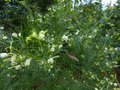 vignette Grevillea gracilis alba gros plan au 20 11 13