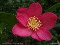 vignette Camellia issu de semis de ' Crimson King ' sasanqua, premire fleur