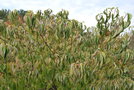vignette Cornus macrophylla