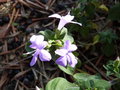 vignette Barleria obtusa (fleur)