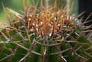 vignette Echinocactus platyacanthus