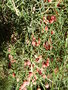 vignette Ephedra altissima (dtail)