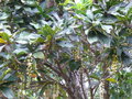 vignette Barringtonia integrifolia, Nlle Calédonie