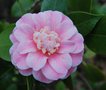 vignette Camellia japonica 'Confetti Blush'   (USA 1972)