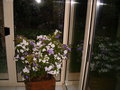 vignette Brunfelsia grandiflora dans la veranda