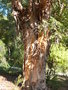 vignette Eucalyptus globulus (tronc)