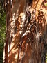 vignette Eucalyptus globulus (corce)