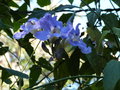vignette Thunbergia grandiflora (fleurs)