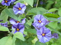 vignette Solanum rantonnettii (fleurs)