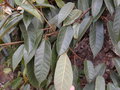 vignette Ficus sarmentosa CHB13.CH213