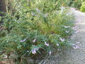 vignette Salvia leucantha Purple Velvet