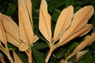 vignette Rhododendron arizelum rubicosum