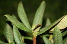 vignette Rhododendron argipeplum kcsh0383