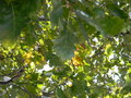 vignette Quercus robur ?