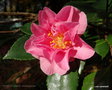 vignette Camlia ' SHOWA-NO-SAKAE ' camellia hiemalis