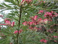 vignette Grevillea rosmanifolia