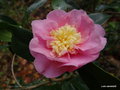 vignette Camlia ' SUGARD DREAM ' camellia hybride