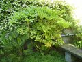 vignette Fatsia japonica