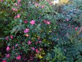 vignette Camellia hiemalis Kanjiro très fleuri au 24 11 13