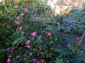 vignette Camellia hiemalis Kanjiro trs fleuri autre vue au 24 11 13