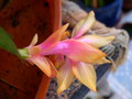 vignette Schlumbergera orange rose, cactus de Nol, cactus crabe