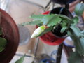 vignette Schlumbergera blanc, cactus de Nol, cactus crabe