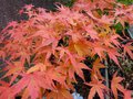 vignette Acer palmatum de semis bien coloré au 27 11 13