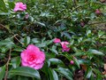 vignette Camellia hiemalis Chansonnette au 27 11 13