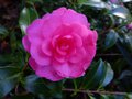vignette Camellia hiemalis Chansonnette gros plan parfum au 24 11 13