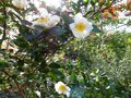 vignette Camellia sasanqua narumigata gros plan au 27 11 13