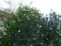 vignette Camellias sasanqua Plantation pink et Fukuzutsumi en compagnie au 20 11 13 13