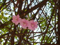vignette Podranea ricasoliana (fleurs)
