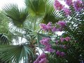 vignette Lagerstroemia et Washingtonia