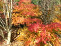 vignette Acer palmatum 'Heptalobum Elgans'