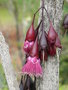 vignette Jambosa longifolia, Nlle Caldonie