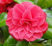 vignette Camlia ' MATHOTIANA ' camellia japonica =   ' MATHOTIANA RUBRA  '