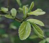 vignette Grewia biloba var. parviflora