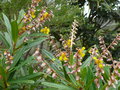 vignette Hibbertia trachyphylla, Nlle Caldonie