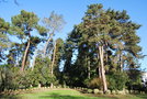 vignette Pinus sp.