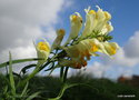 vignette Linaire commune ( Linaria vulgaris) fleur sauvage