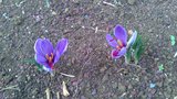 vignette crocus sativus (safran)