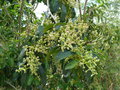 vignette Syzygium sp, Nlle Caldonie