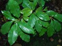 vignette Photinia nussia / Rosaceae /