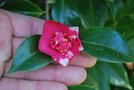 vignette Camellia japonica ssp. rusticana 'Himatsuri'   (Japon 1960)