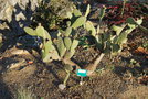 vignette Opuntia microdasys var. rufida