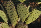 vignette Opuntia microdasys var. rufida