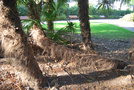 vignette Trachycarpus fortunei