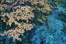 vignette Prunus incisa 'Kojo-no-mai' & Ulmus parvifolia 'Geisha'
